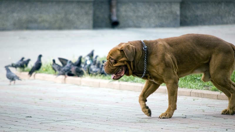 Собака в Одессе