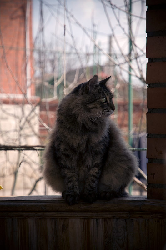 Домашний кот по имени Боня