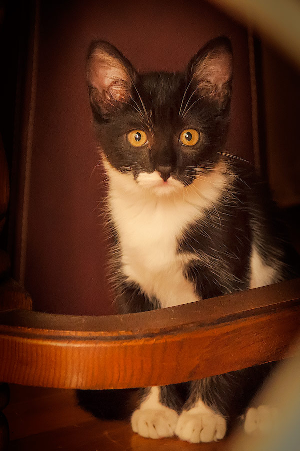 Портрет котенка